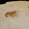 Krebs: Glyphaea pseudoscyllarus, Malm, Plattenkalk, Eichstätt