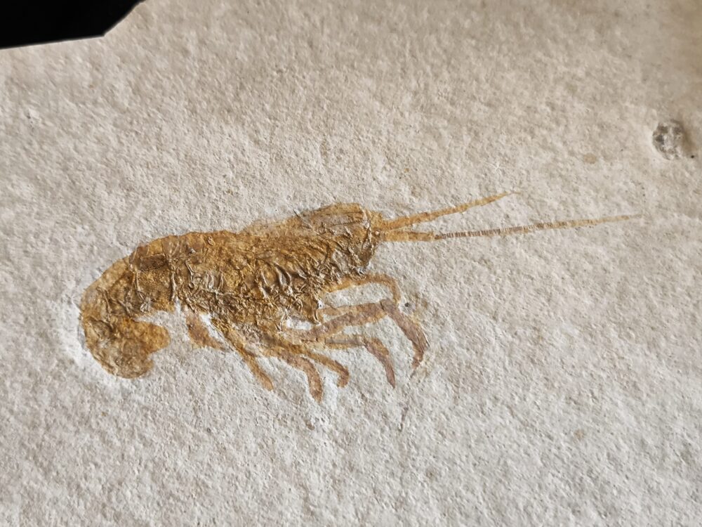 Krebs: Glyphaea pseudoscyllarus, Malm, Plattenkalk, Eichstätt