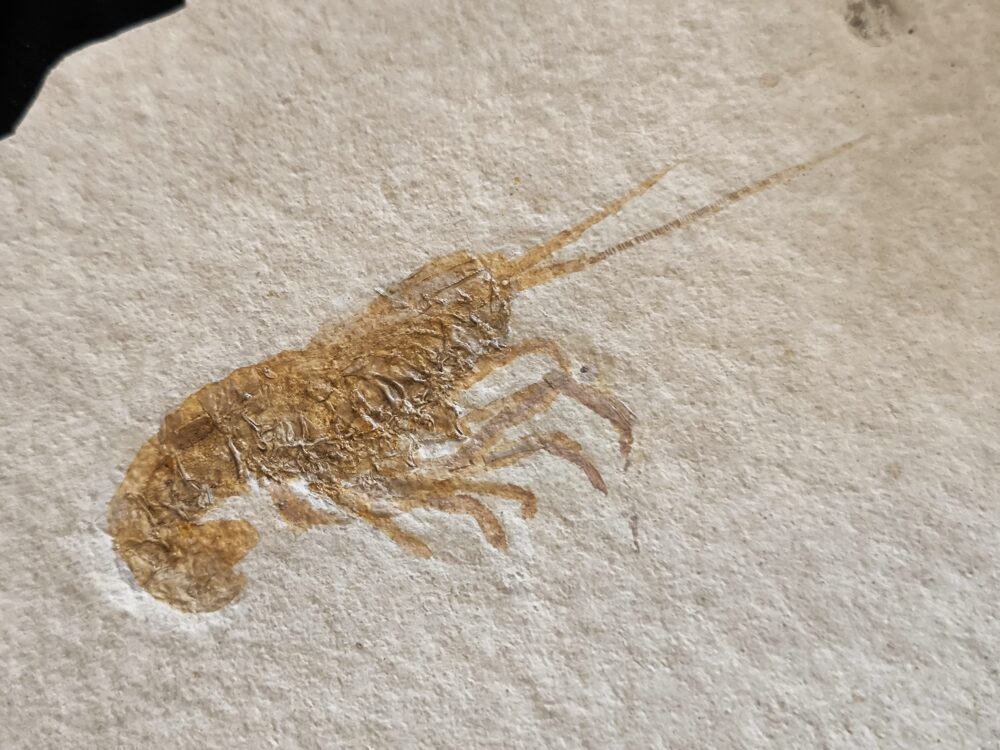Krebs: Glyphaea pseudoscyllarus, Malm, Plattenkalk, Eichstätt