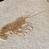 Krebs: Glyphaea pseudoscyllarus, Malm, Plattenkalk, Eichstätt