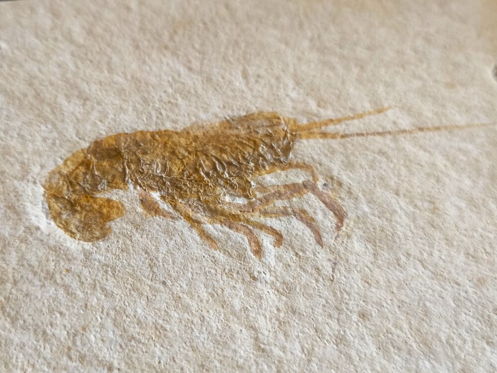 Krebs: Glyphaea pseudoscyllarus, Malm, Plattenkalk, Eichstätt