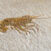 Krebs: Glyphaea pseudoscyllarus, Malm, Plattenkalk, Eichstätt