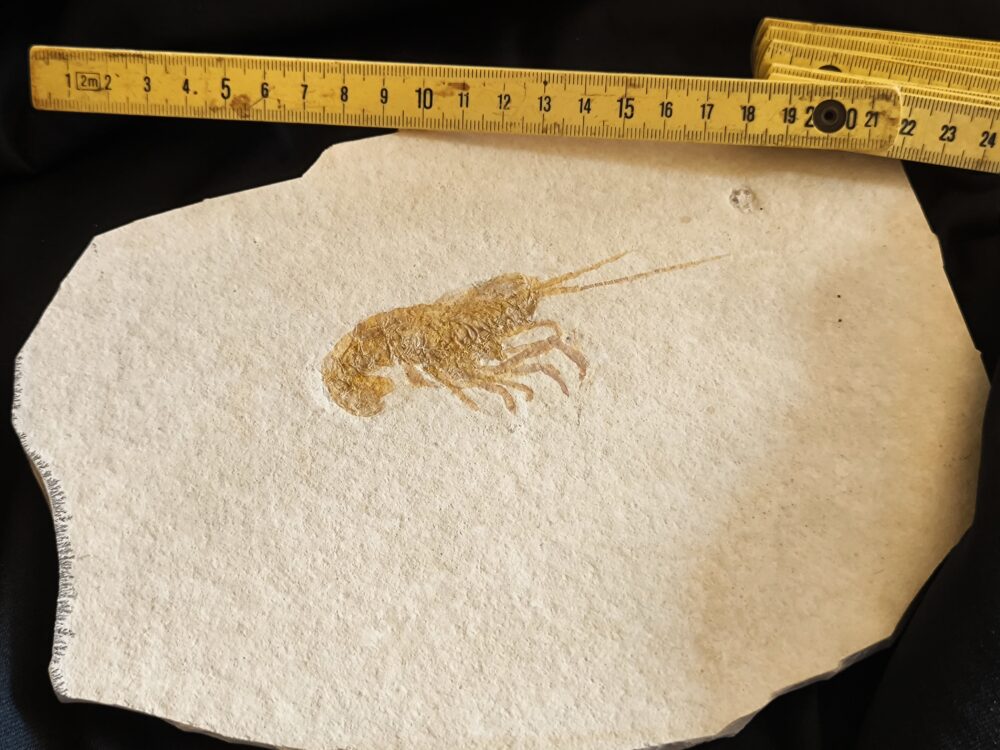 Krebs: Glyphaea pseudoscyllarus, Malm, Plattenkalk, Eichstätt