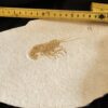 Krebs: Glyphaea pseudoscyllarus, Malm, Plattenkalk, Eichstätt