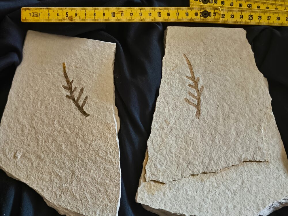 Kleiner Wedel von Palaeocyparis sternbergi, Positiv und Negativ, Malm, Plattenkalk, Nusplingen