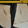 Kleiner Wedel von Palaeocyparis sternbergi, Positiv und Negativ, Malm, Plattenkalk, Nusplingen