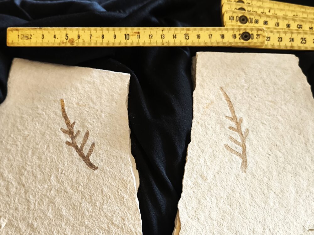 Kleiner Wedel von Palaeocyparis sternbergi, Positiv und Negativ, Malm, Plattenkalk, Nusplingen