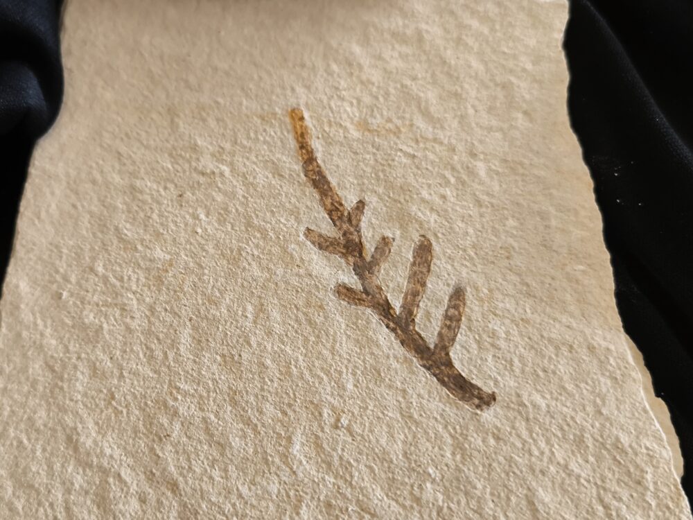 Kleiner Wedel von Palaeocyparis sternbergi, Positiv und Negativ, Malm, Plattenkalk, Nusplingen