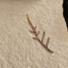 Kleiner Wedel von Palaeocyparis sternbergi, Positiv und Negativ, Malm, Plattenkalk, Nusplingen