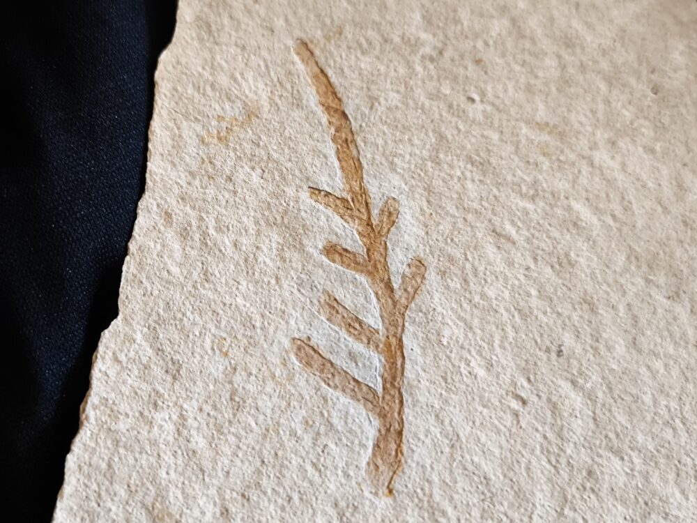 Kleiner Wedel von Palaeocyparis sternbergi, Positiv und Negativ, Malm, Plattenkalk, Nusplingen