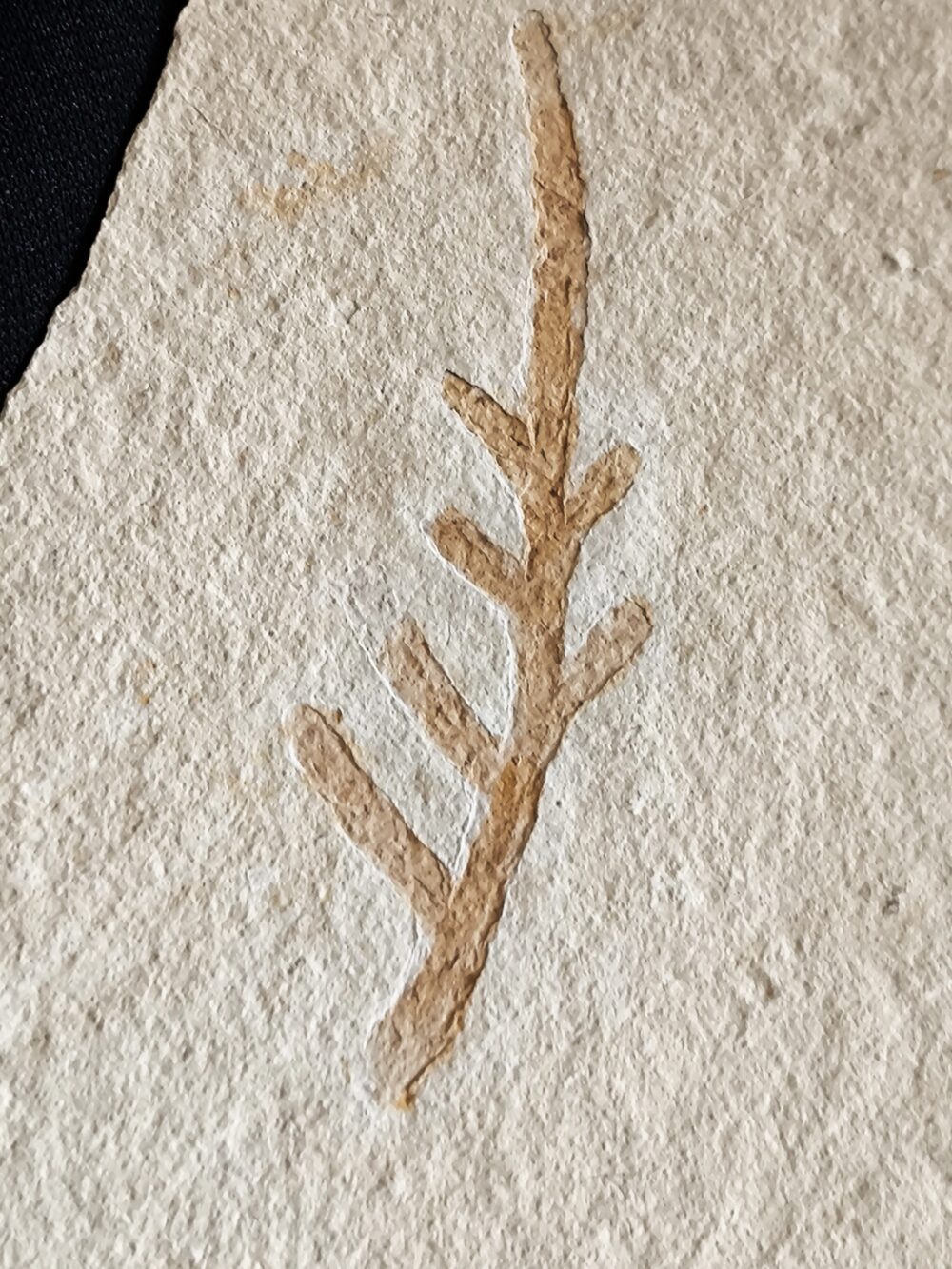 Kleiner Wedel von Palaeocyparis sternbergi, Positiv und Negativ, Malm, Plattenkalk, Nusplingen