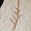 Kleiner Wedel von Palaeocyparis sternbergi, Positiv und Negativ, Malm, Plattenkalk, Nusplingen