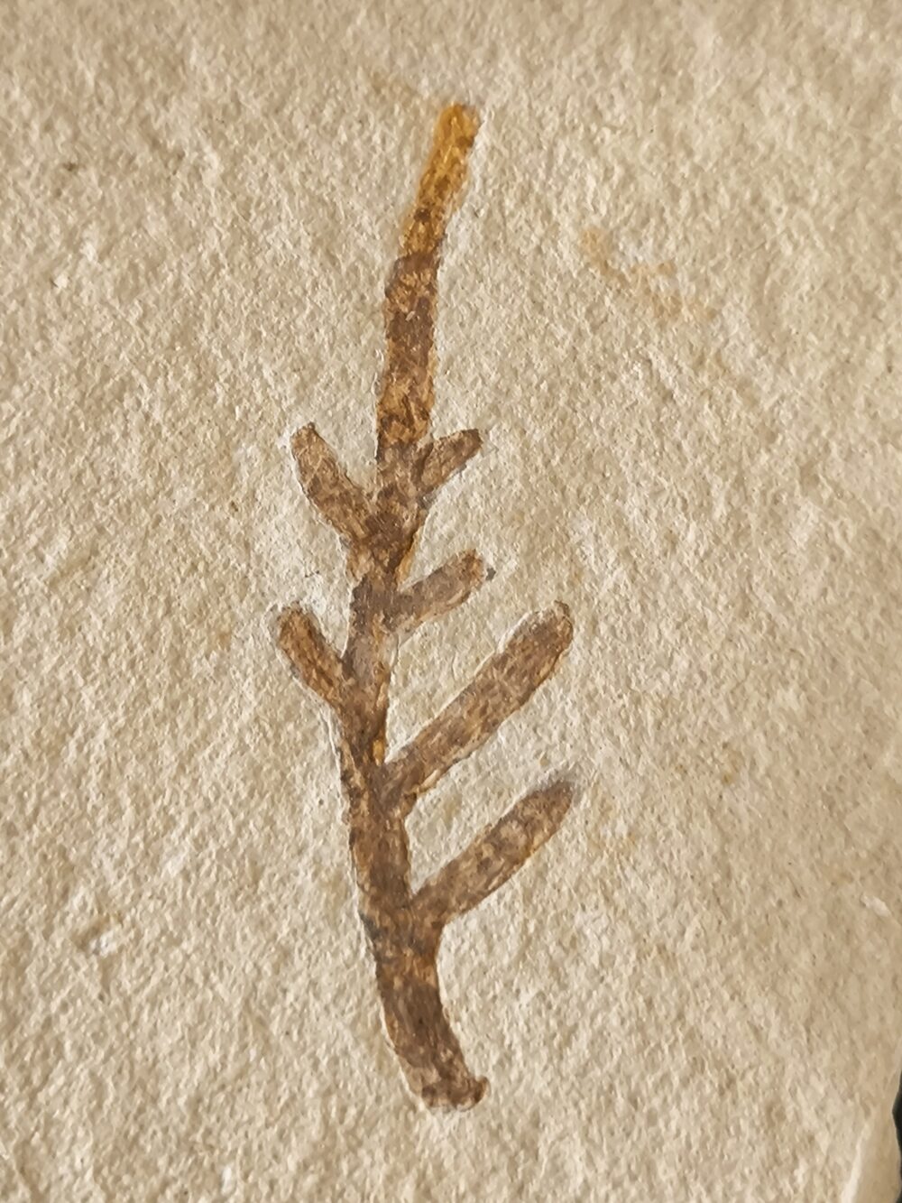 Kleiner Wedel von Palaeocyparis sternbergi, Positiv und Negativ, Malm, Plattenkalk, Nusplingen
