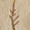 Kleiner Wedel von Palaeocyparis sternbergi, Positiv und Negativ, Malm, Plattenkalk, Nusplingen