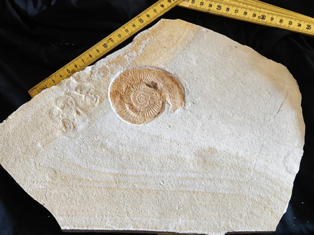Topexemplar von Silicisphinctes russi, Malm, Plattenkalk, Nusplingen  * reserviert *