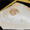 Topexemplar von Silicisphinctes russi, Malm, Plattenkalk, Nusplingen  * reserviert *