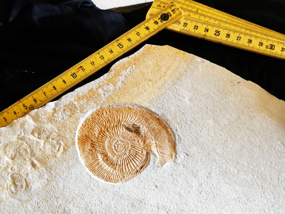 Topexemplar von Silicisphinctes russi, Malm, Plattenkalk, Nusplingen  * reserviert *