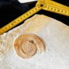 Topexemplar von Silicisphinctes russi, Malm, Plattenkalk, Nusplingen  * reserviert *