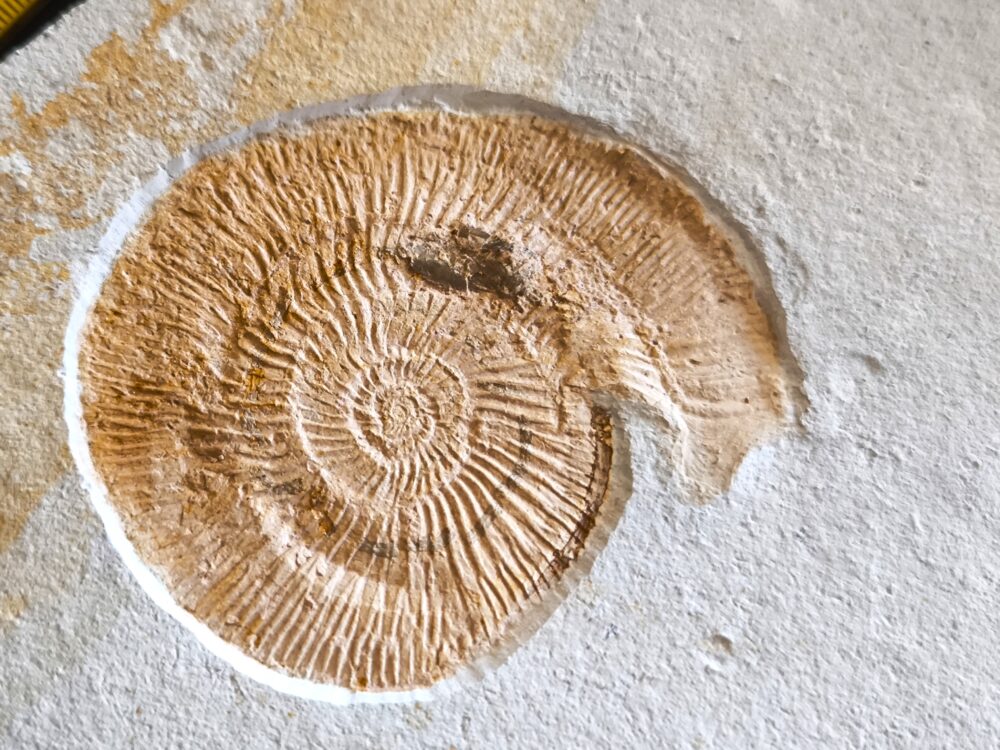 Topexemplar von Silicisphinctes russi, Malm, Plattenkalk, Nusplingen  * reserviert *
