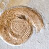 Topexemplar von Silicisphinctes russi, Malm, Plattenkalk, Nusplingen  * reserviert *