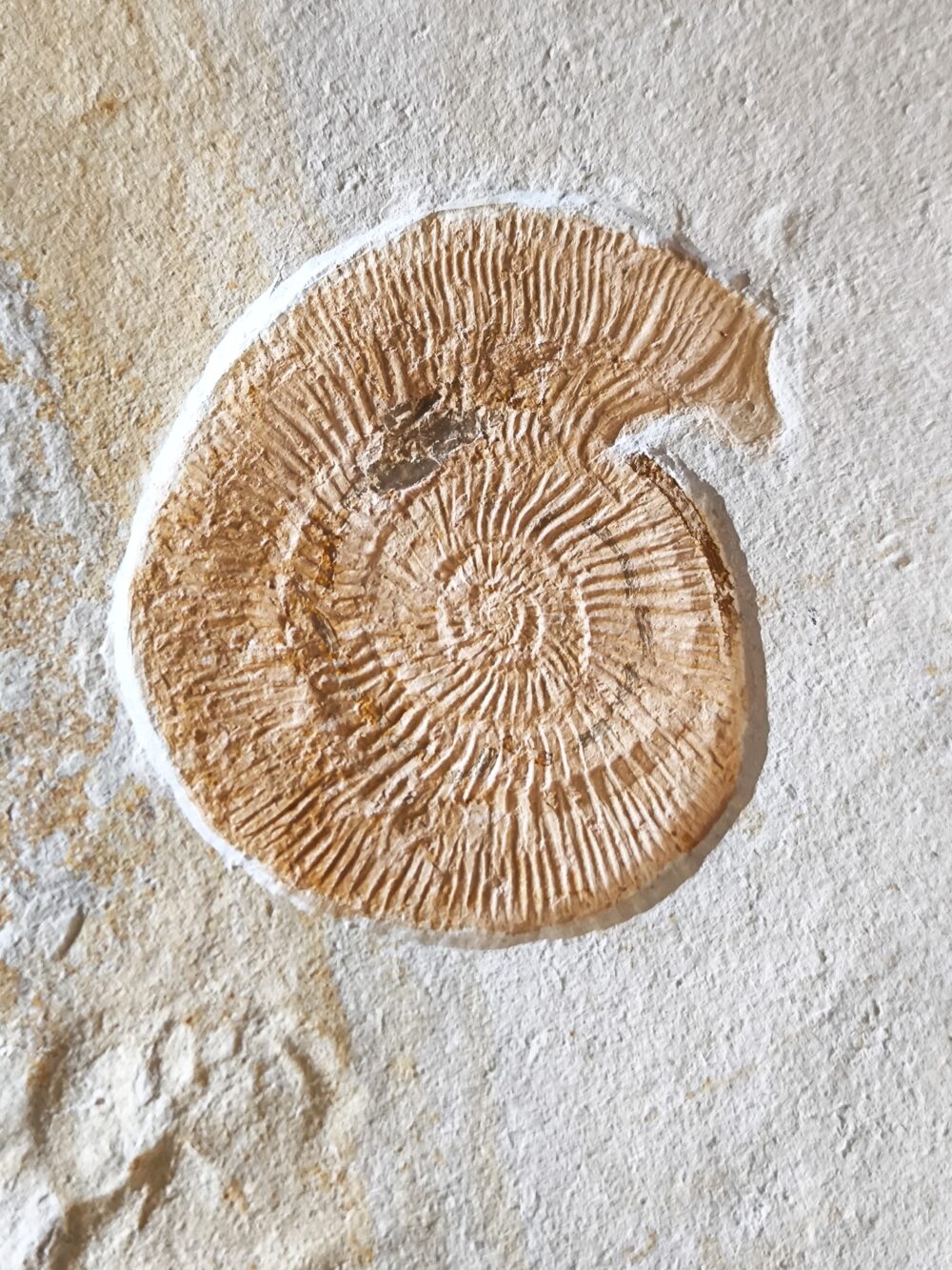 Topexemplar von Silicisphinctes russi, Malm, Plattenkalk, Nusplingen  * reserviert *