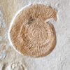 Topexemplar von Silicisphinctes russi, Malm, Plattenkalk, Nusplingen  * reserviert *