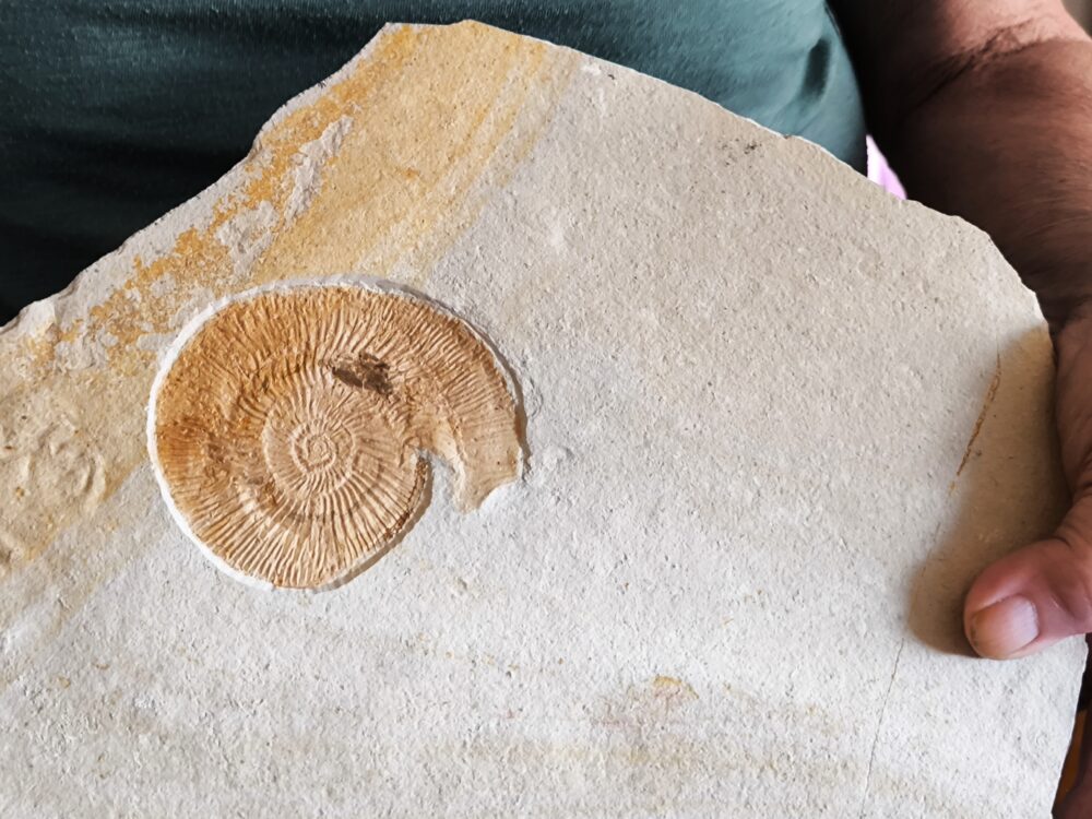 Topexemplar von Silicisphinctes russi, Malm, Plattenkalk, Nusplingen  * reserviert *
