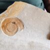 Topexemplar von Silicisphinctes russi, Malm, Plattenkalk, Nusplingen  * reserviert *