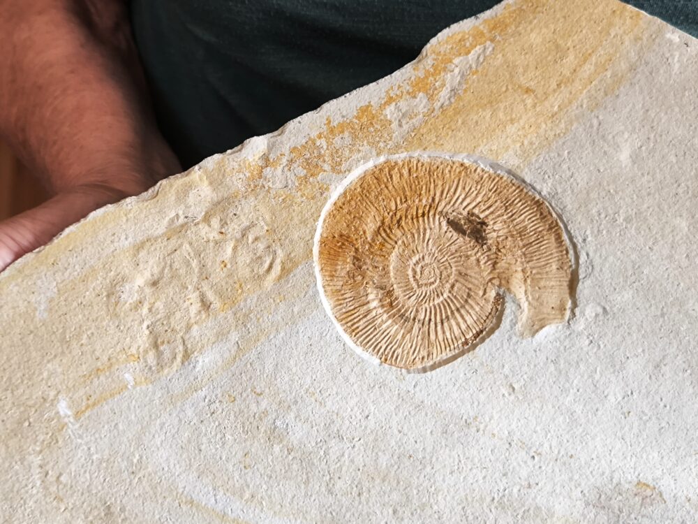 Topexemplar von Silicisphinctes russi, Malm, Plattenkalk, Nusplingen  * reserviert *