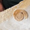 Topexemplar von Silicisphinctes russi, Malm, Plattenkalk, Nusplingen  * reserviert *