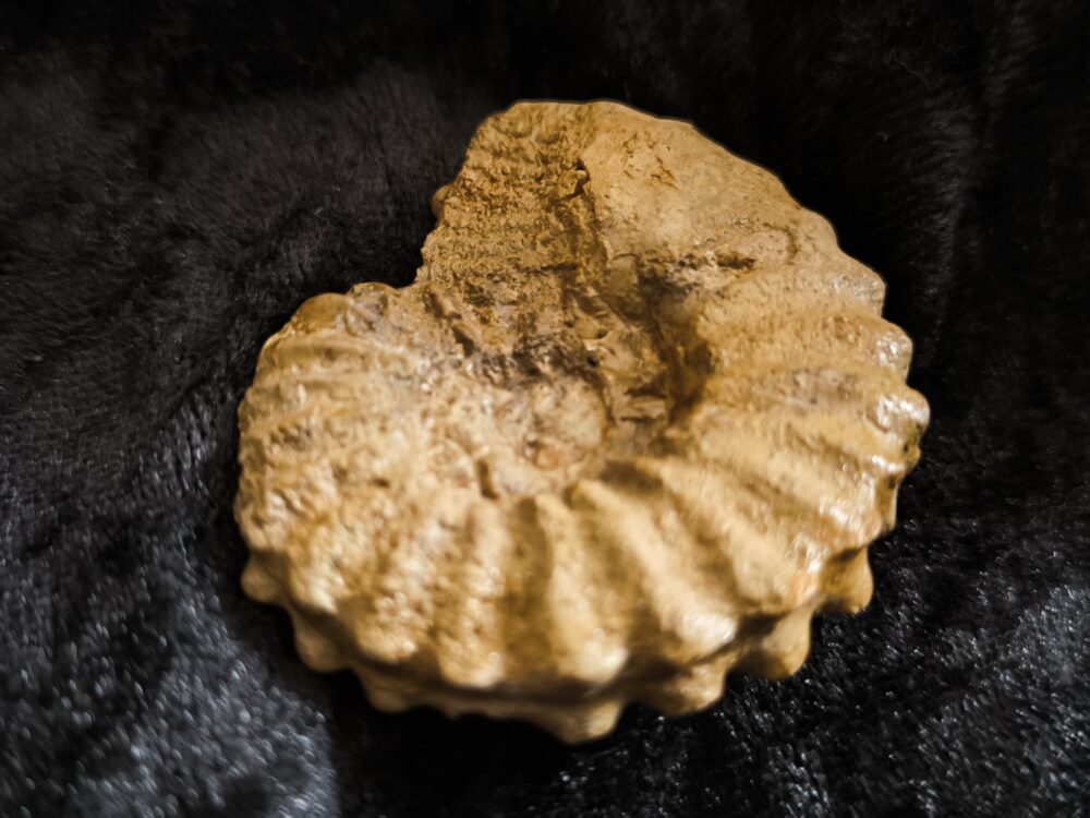 Rar! Epipeltoceras bimammatum, Malm, Nusplingen, Schwäbische Alb * reserviert *
