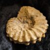 Rar! Epipeltoceras bimammatum, Malm, Nusplingen, Schwäbische Alb * reserviert *