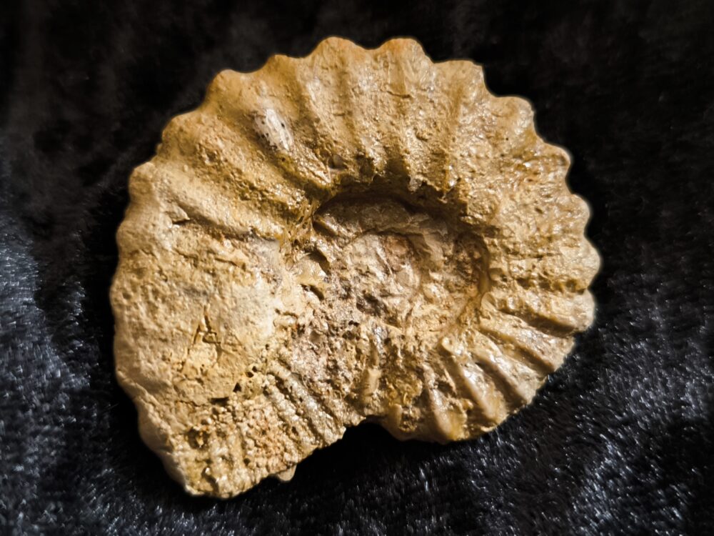 Rar! Epipeltoceras bimammatum, Malm, Nusplingen, Schwäbische Alb * reserviert *