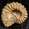 Rar! Epipeltoceras bimammatum, Malm, Nusplingen, Schwäbische Alb * reserviert *