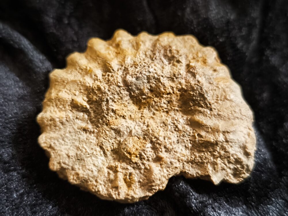Rar! Epipeltoceras bimammatum, Malm, Nusplingen, Schwäbische Alb * reserviert *