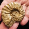 Rar! Epipeltoceras bimammatum, Malm, Nusplingen, Schwäbische Alb * reserviert *