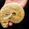 Ochetoceras marantianum, Malm, Nusplingen, Schwäbische Alb  * reserviert *