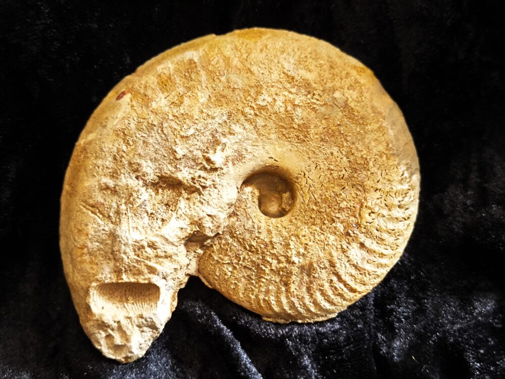 Ochetoceras marantianum, Malm, Nusplingen, Schwäbische Alb  * reserviert *
