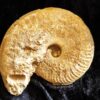 Ochetoceras marantianum, Malm, Nusplingen, Schwäbische Alb  * reserviert *