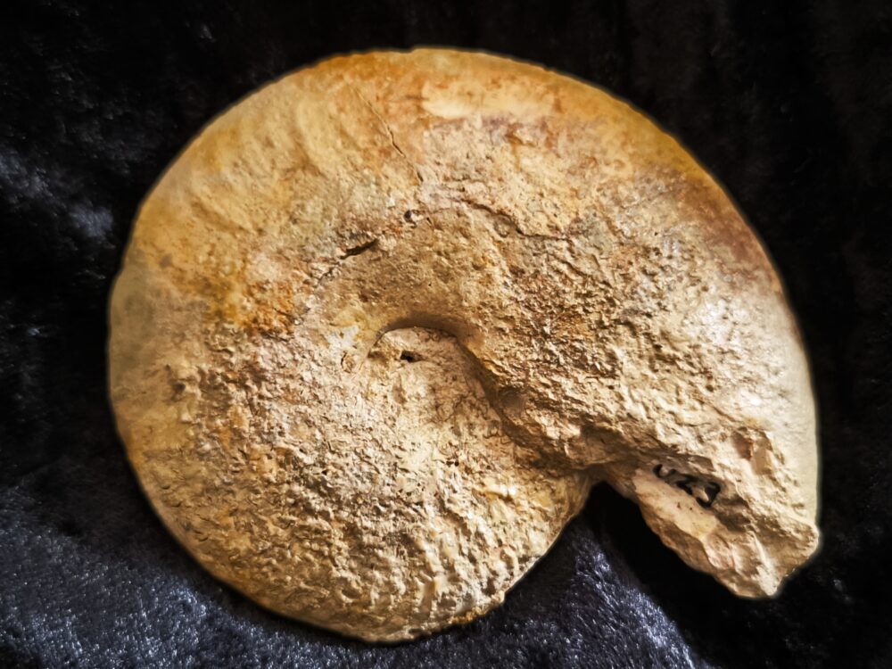 Ochetoceras marantianum, Malm, Nusplingen, Schwäbische Alb  * reserviert *
