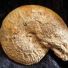 Ochetoceras marantianum, Malm, Nusplingen, Schwäbische Alb  * reserviert *