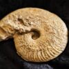Ochetoceras marantianum, Malm, Nusplingen, Schwäbische Alb  * reserviert *