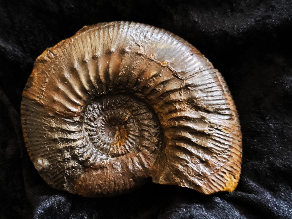 Orthogarantiana densicostata, Dogger, Gruibingen, Autobahnbau 1989