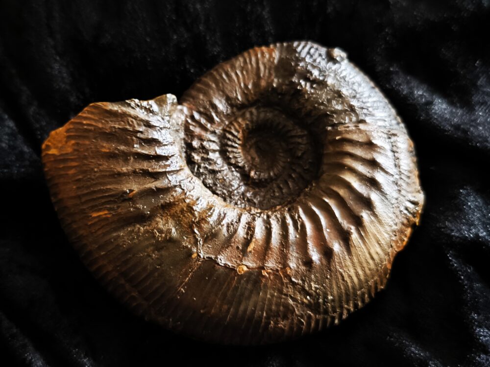 Orthogarantiana densicostata, Dogger, Gruibingen, Autobahnbau 1989