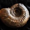 Orthogarantiana densicostata, Dogger, Gruibingen, Autobahnbau 1989