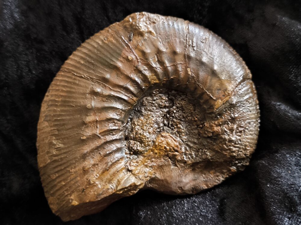 Orthogarantiana densicostata, Dogger, Gruibingen, Autobahnbau 1989