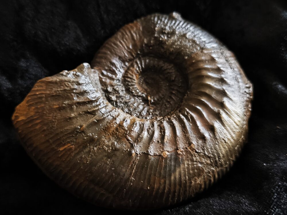 Orthogarantiana densicostata, Dogger, Gruibingen, Autobahnbau 1989