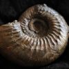 Orthogarantiana densicostata, Dogger, Gruibingen, Autobahnbau 1989