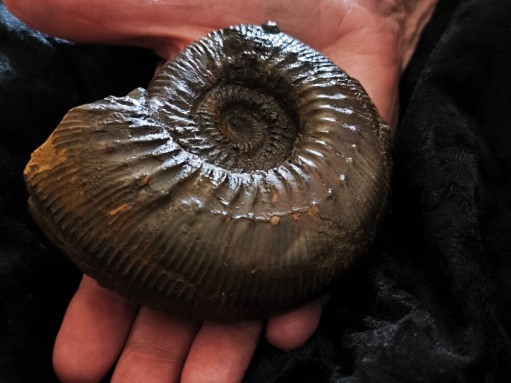 Orthogarantiana densicostata, Dogger, Gruibingen, Autobahnbau 1989