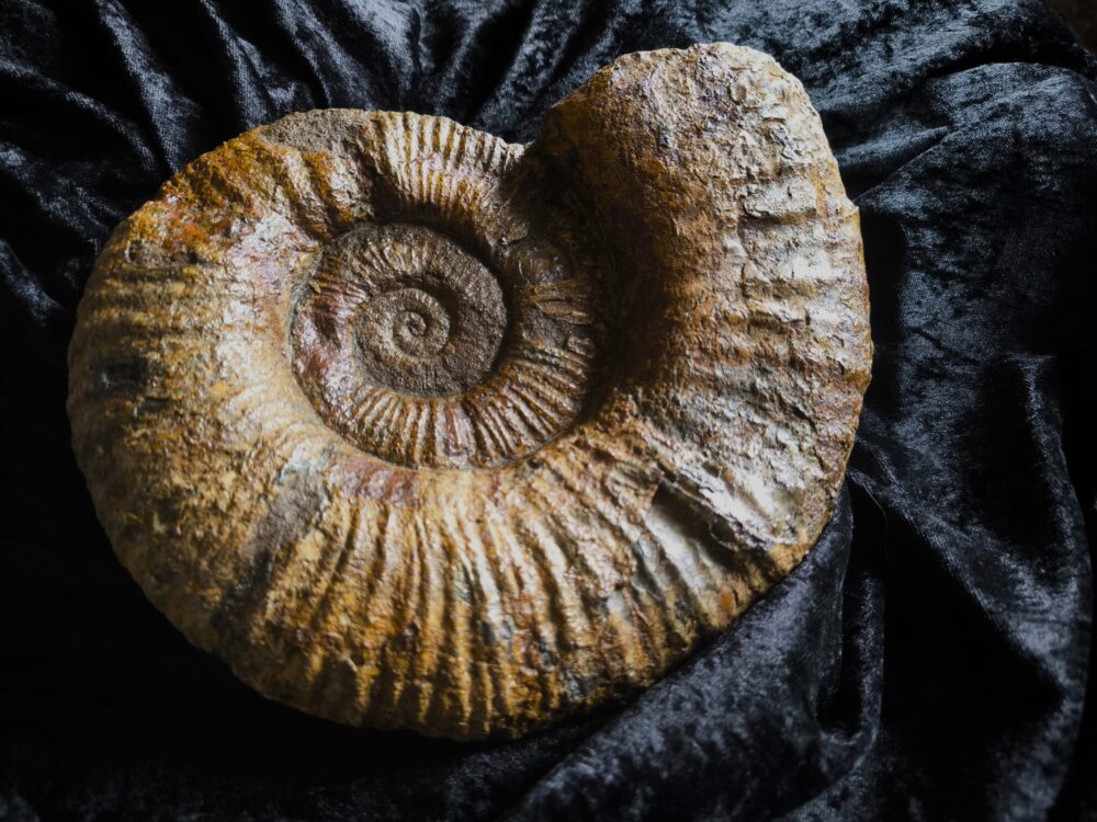 großer Lytoceras fimbriatum, Lias, Aldingen bei Spaichingen * reserviert *